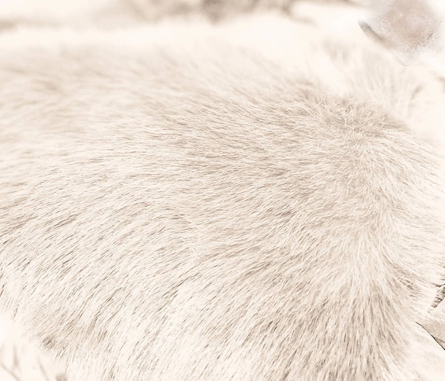 Damski zimowy płaszcz z futrem beżowy (008)